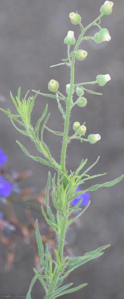 Argentine Fleabane