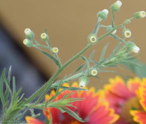 Argentine Fleabane