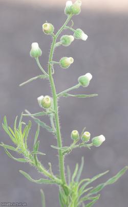 image for Argentine Fleabane