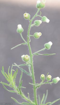 Argentine Fleabane