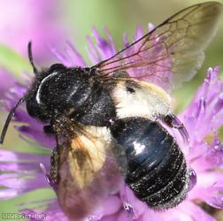 image for Black Mining Bee