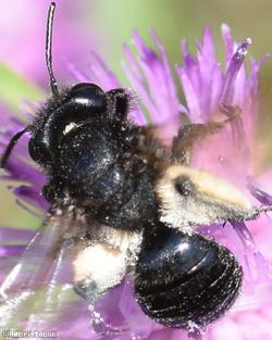 Black Mining Bee