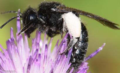 Black Mining Bee