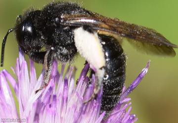 Black Mining Bee
