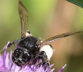 Black Mining Bee