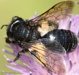 Black Mining Bee