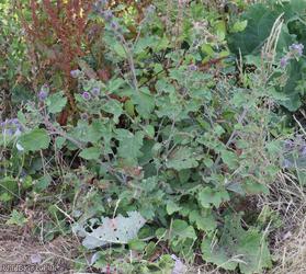 image for Lesser Burdock