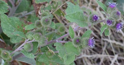 Lesser Burdock