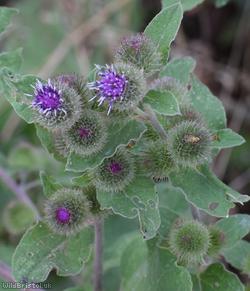 Lesser Burdock