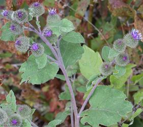 Lesser Burdock