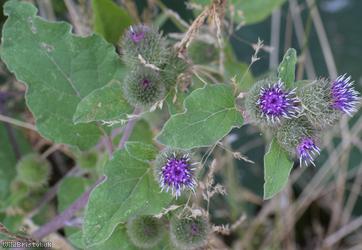 Lesser Burdock