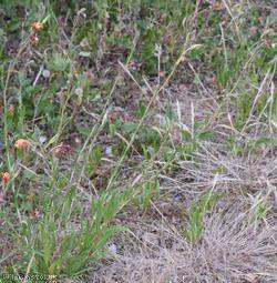 image for Fragrant Evening-primrose