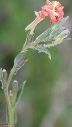 Fragrant Evening-primrose