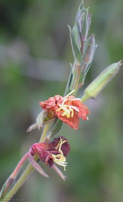 Fragrant Evening-primrose