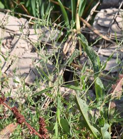 Grass-leaved Orache