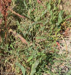 Grass-leaved Orache
