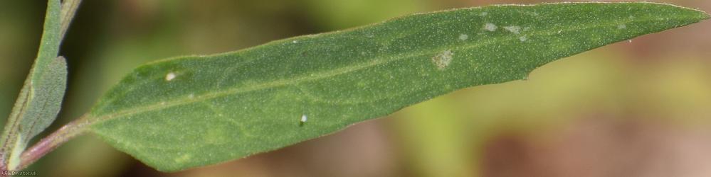Grass-leaved Orache
