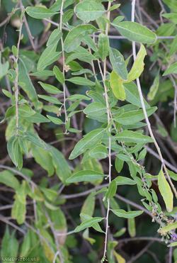 Duke of Argyll's Teaplant
