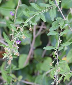 Duke of Argyll's Teaplant