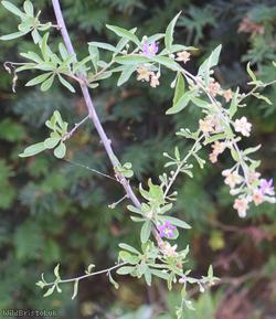 Duke of Argyll's Teaplant