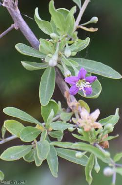 Duke of Argyll's Teaplant