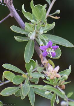 Duke of Argyll's Teaplant