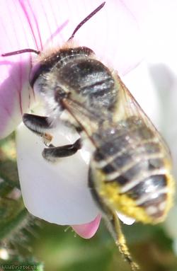 Silvery Leafcutter Bee