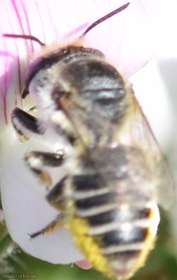 Silvery Leafcutter Bee