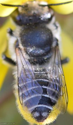 Silvery Leafcutter Bee