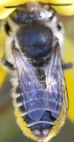 Silvery Leafcutter Bee
