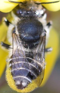 Silvery Leafcutter Bee