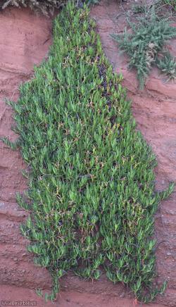 Hottentot-fig