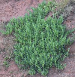 Hottentot-fig