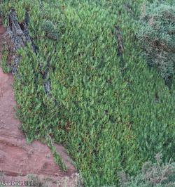 Hottentot-fig