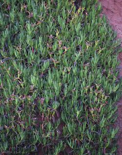 Hottentot-fig