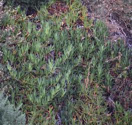 Hottentot-fig