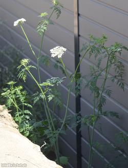 Fool's Parsley