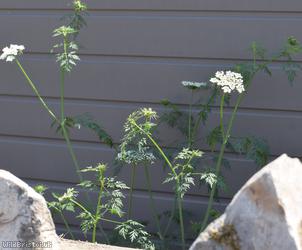 Fool's Parsley