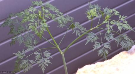 Fool's Parsley