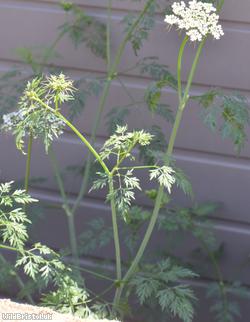 Fool's Parsley