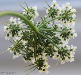 Fool's Parsley