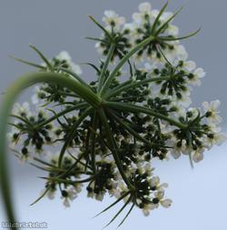 Fool's Parsley