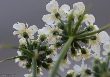 Fool's Parsley