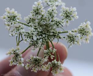 Fool's Parsley