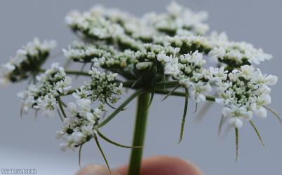 Fool's Parsley