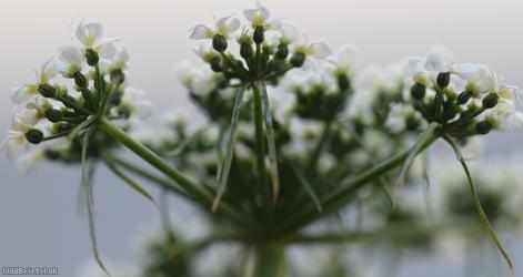 Fool's Parsley