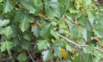 image for Common Hawthorn type 105