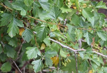 Common Hawthorn type 105