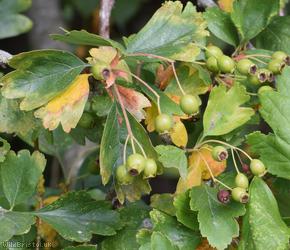 Common Hawthorn type 105