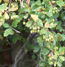 Common Hawthorn type 105
